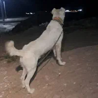 سگ نژاد دار|سگ|میان جلگه, |دیوار