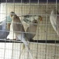 مرغ عشق|پرنده|کردیان, |دیوار