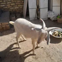 چپیش|حیوانات مزرعه|زارچ, |دیوار