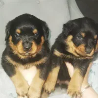 توله سگ روتوایلر Rottweiler|سگ|تهران, آذری|دیوار