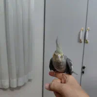 عروس هلندی|پرنده|قم, سید معصوم|دیوار