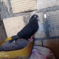 کفتر|پرنده|اسلامیه, |دیوار