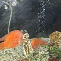 ماهی زینتی|ماهی|ساوه, |دیوار