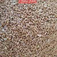 گندم بذر احسان و تکتاز بوجار شده و آماده کشت.|خدمات باغبانی و درختکاری|آق قلا, |دیوار
