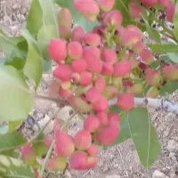 فروش-باغ-شهری
