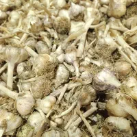 سیر سفید