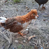 گلین ۷۰روزه