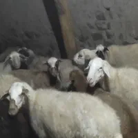 فروش گوسفند نره بره نره