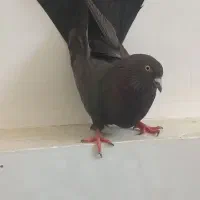 کبوتر پر|پرنده|لاران, |دیوار