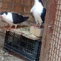 یه جفت ساده  سیاه کاکلی