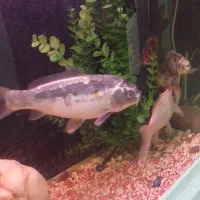 فروش ۵ عدد و تکی ماهی کوی|ماهی|کرج, حسن آباد|دیوار