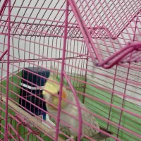 عروس هلندی ماده|پرنده|محمدیه-قزوین, |دیوار