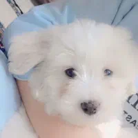 سگ شیتزو باهوش|سگ|مشهد, شهید بصیر|دیوار