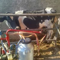 گاو و گوساله نخری|حیوانات مزرعه|اصفهان, ورزشگاه نقش جهان|دیوار