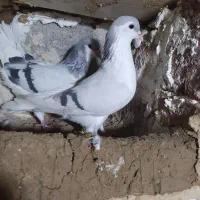 دوجفت شیخی|پرنده|بناب, |دیوار