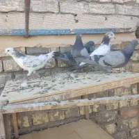 کبوتر شاهین شهر