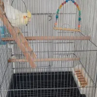 عروس هلندی لوتینو|پرنده|قیدار, |دیوار