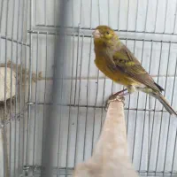 دو عدد قناری نر شلاقی وماده ابلغ درشهرضا