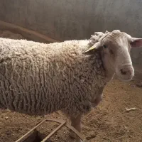 بره نر لاکن اصل از پدر و مادر فرانسه