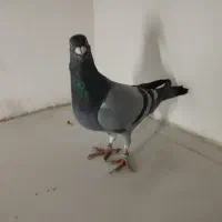 کبوتر المانی مسافتی|پرنده|مشهد, پنجتن|دیوار