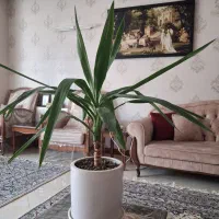 گل یوکا|گل و گیاه طبیعی|اصفهان, شهرک ولیعصر|دیوار