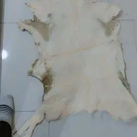 پوست گوساله تودلی زیر انداز|پادری|تهران, استاد معین|دیوار