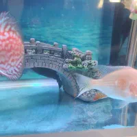 ماهی دیسکس|ماهی|مشهد, اروند (کشف)|دیوار