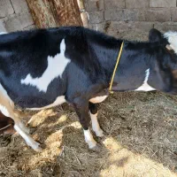 دوگاوگوساله سالم  سر حال  برای داشتی گوشتی