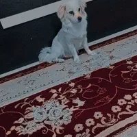 سگ میکس شیتزو