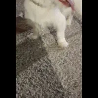 سگ پاپی|سگ|شیبکوه (فارس), |دیوار