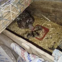 مرغ گلین و‌جوجه