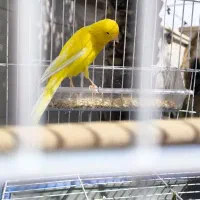 قناری نر سوپر|پرنده|سوسنگرد, |دیوار