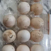 تخم اردک