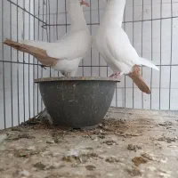 دوجفت دم زرد کرمونی اصیل عطیغه|پرنده|بندرعباس, |دیوار