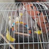 یک جفت مرغ عشق و یک جفت عروس هلندی|پرنده|علیآباد کتول, |دیوار