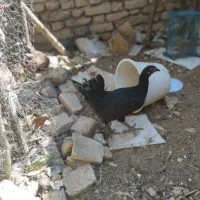 ۴مرغ و خروس بزرگ وخوب