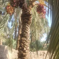 ظیم،انسبای،در بم و بروات هرکجا باشه