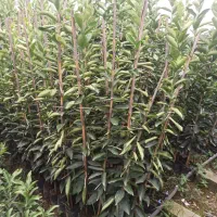 انواع نهال مرکبات|خدمات باغبانی و درختکاری|قائمشهر, |دیوار