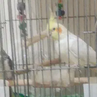 عروس هلندی مولد