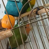 فروش  آکواریوم باماهی و کوتوله برزیلی باقفس|پرنده|مرودشت, فاز دوم شهرک فرهنگیان|دیوار