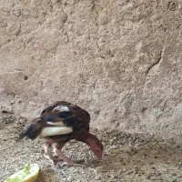 جـوجه لا ری اصل