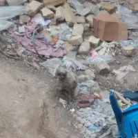 2تا خروس سلطان و 2تا مرغ سلطان