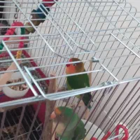 طوطی کوتوله مولد|پرنده|شیراز, کوشک میدان|دیوار