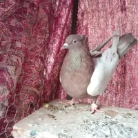 سینه ای خوشرنگ دورگ|پرنده|لنجان, |دیوار