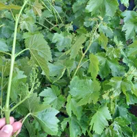 نهال گلدانی|گل و گیاه طبیعی|بناب, |دیوار