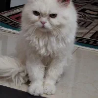 گربه پرشین