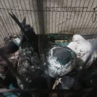 کبوتر|پرنده|رشت, سلیمانداراب|دیوار