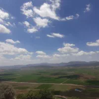 واگذاری سگ نژاد دار نگهبان باهوش