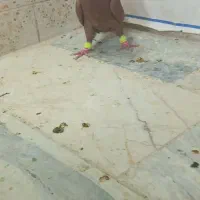 سرخ دم سفید نر قولدر پرشی