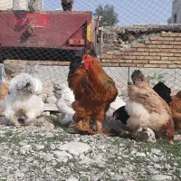 فروش مرغ وخروس برهما نژاد اصلی